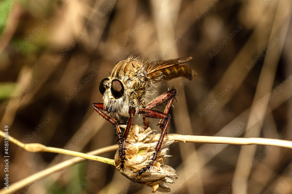 Fly Predator Photographed in Sardinia, Asilidae, Macro Photography ...