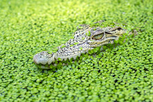 Close-up Of A Crocodile  Head Hidden Amongst Duckweed In A River, Indonesia