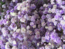Beautiful Shot Of Purple Alyssum Flowers - Perfect For Background