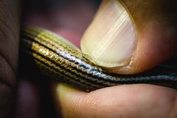 Wall Mural - scales of snakes with disease, exotic pet being treated in veterinary clinic