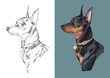 Realistic head of miniature pinscher. Vector black and white and colorful isolated illustration of dog. For decoration, coloring book pages, design, prints, posters, postcards, stickers, tattoo.