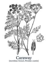 Caraway. Vector Hand Drawn Plant. Vintage Medicinal Plant Sketch.