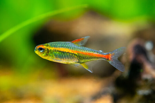 macro close up of a tetra growlight (Hemigrammus Erythrozonus) in a fish tank with blurred background