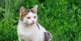 Fototapeta Mapy - Little white spotted cat in the garden on the green grass