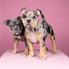 Wall Mural - Portrait of two cute old english bulldog puppies looking at the camera on a pink background