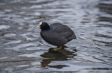 A Coot, Fulica, Standing In A Loch, Squawking
