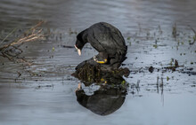 Coots, Fulica, On A Loch Mating