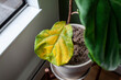 © AshleyBelle - A beautiful fiddle leaf fig houseplant sits in a pot by a window for bright, indirect light, but has a large yellowing leaf. Overwatering or under fertilization may be the cause of the issue