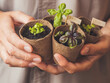 Woman holds basil seedlings in peat pots. Spring sale in mall and flower shops. Season of growing seedlings and planting plants in ground. Botanical hobby.