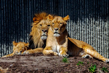 Beautiful Shot Of A Lions Family Sitting On The Ground In The Background Of The Wall