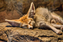 Closeup Of A Fennec Fox Sleeping On A Stone Under The Warm Sunlig