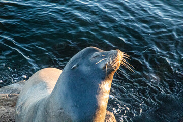 Sticker - United States, California, Monterey, Beachwater Cove Beach and Marina, Harbor Seal Sunning in Early Morning Light