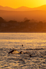 Sticker - United States, California, Monterey, Beachwater Cove Beach and Marina at Sunrise