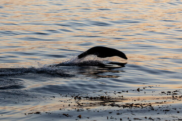 Sticker - United States, California, Monterey, Beachwater Cove Beach and Marina, Harbor seal swimming in the early morning light