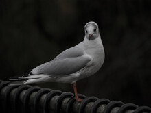 Closeup Shot Of A Beautiful Seagull Standing On The Metallic Bar On The Black Background
