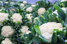 Closeup Shot Of Fresh And Raw Cauliflower Stock On The Boat For Sell