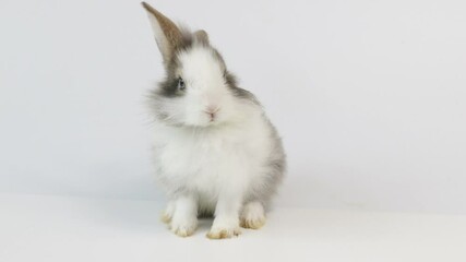 Wall Mural - Happy Bunny  White and Grey Rabbit  , white background.
Cute Little Fluffy Easter Bunny Rabbit