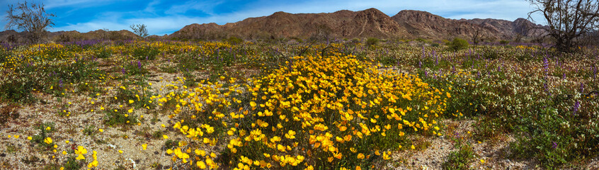 Sticker - Super bloom Wildflowers, Joshua Tree National Park, California