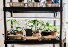 Indoor Garden Plant Starts Under Lights