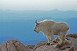 USA, Colorado, Mount Evans. Mountain goat mother and kid with Rocky Mountains in background.
