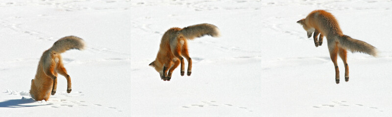 Poster - USA, Colorado, Frisco, Giberson Bay. Sequence of a red fox pouncing on snow for prey below.