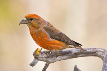 Poster - USA, Colorado, Frisco. Portrait of male red crossbill perched on limb.