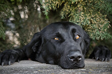 A Black Dog Looking Over A Wall