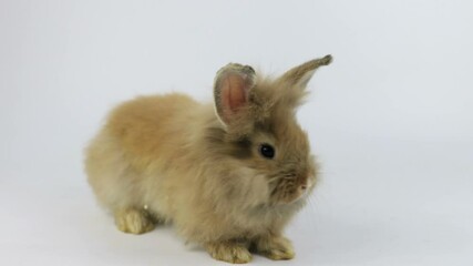 Wall Mural - Happy Brown Bunny Rabbit , white background.
Cute Little Fluffy Easter Bunny Rabbit
