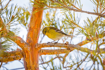 Wall Mural - USA, Colorado, Ft. Collins. Male pine warbler in tree.