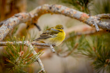 Sticker - USA, Colorado, Ft. Collins. Male pine warbler in tree.