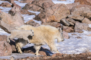 Sticker - USA, Colorado, Mt. Evans. Mountain goat nanny and jumping kid.