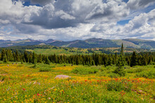 USA, Colorado, Shrine Pass, Vail. Flowery Landscape In Summer.