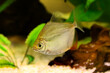 Silver dollar aquarium fish	 genus metynnis schooling 
