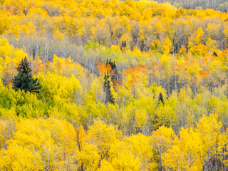 Sticker - USA, Colorado, San Juan Mts. Yellow and orange fall aspens, Gunnison National Forest, Colorado