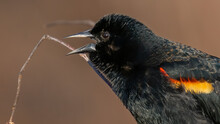 Red Winged Blackbird On A Branch