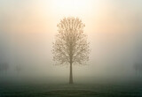 Fototapeta Na sufit - Single lone tree silhouette standing alone in moody foggy mist field at break of dawn with ethereal sun light rays shining down from above giving mystical hopeful misty scene