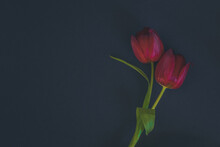 Funeral Concept With Two Tulip Red Flowers Isolated On Black Background