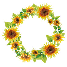 Wreath Of Sunflowers On A White Background Watercolor