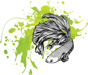 Sticker - Colorful Betta Fish with green water splash Vector Illustration.