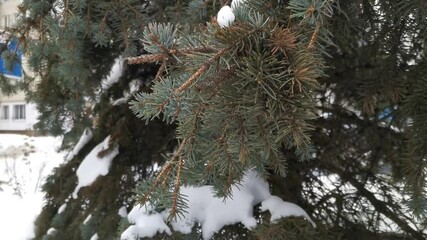 Wall Mural - View of pine branches in winter. Snow and cold