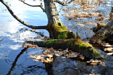 Wall Mural - Autumn fishing on the pond, reflection in the water.