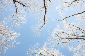 Branches of trees covered with white frost against the blue sky, winter landscape.