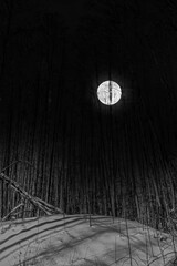 Wall Mural - Full Moon over Snowy Pine Forest at Night in Latvia