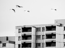 Silhouettes Of Swans Flying Over City Buildings, Black White Picture