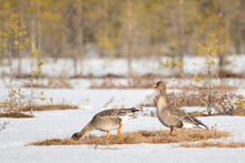A Pair Of Bean Geese (Anser Fabalis) Looking For Something To Eat During The Migration