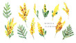 Watercolor yellow mimosa bouquet Women's day flowers symbol. Spring yellow flowers  mimosa twig  isolated for greeting cards, web, posters