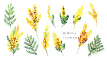 Watercolor Yellow Mimosa Bouquet Women's Day Flowers Symbol. Spring Yellow Flowers  Mimosa Twig  Isolated For Greeting Cards, Web, Posters
