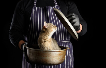 Wall Mural - man chef in a striped blue apron holds an aluminum cauldron in his hand, a cute funny Scottish straight-eared kitten sits inside