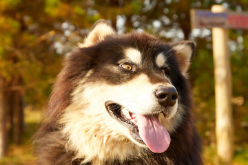 A purebred Siberian Husky dog outdoors in the nature on a sunny day