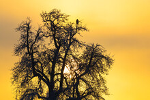 Buzzard (buteo) Bird Sitting On Tree During Colorful Sunset